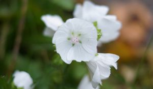 Preview wallpaper flowers, plants, background, light