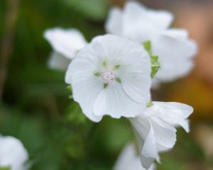 Preview wallpaper flowers, plants, background, light