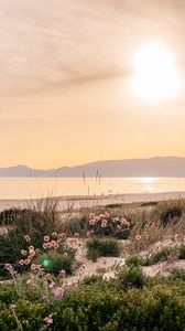 Preview wallpaper flowers, plants, beach, sea, mountains