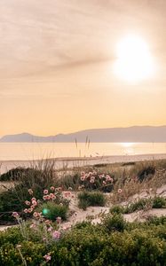 Preview wallpaper flowers, plants, beach, sea, mountains