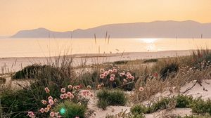 Preview wallpaper flowers, plants, beach, sea, mountains