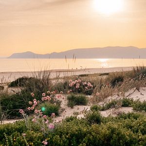 Preview wallpaper flowers, plants, beach, sea, mountains