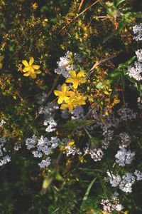 Preview wallpaper flowers, plants, bloom
