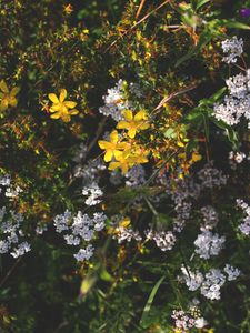 Preview wallpaper flowers, plants, bloom