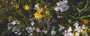 Preview wallpaper flowers, plants, bloom