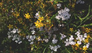 Preview wallpaper flowers, plants, bloom