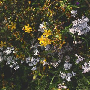 Preview wallpaper flowers, plants, bloom