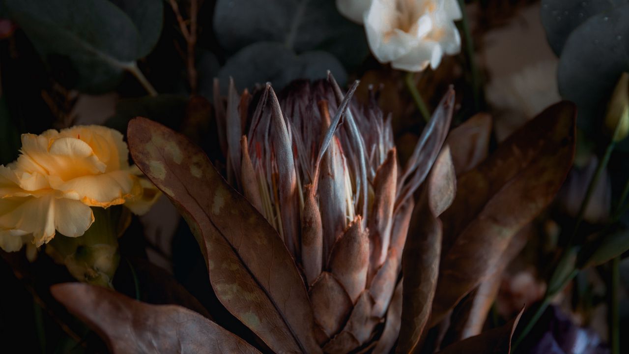 Wallpaper flowers, plants, bouquet, aesthetics
