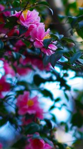 Preview wallpaper flowers, plants, branches, pink