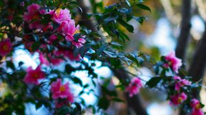Preview wallpaper flowers, plants, branches, pink