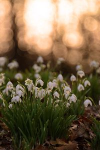 Preview wallpaper flowers, plants, bundles, leaves