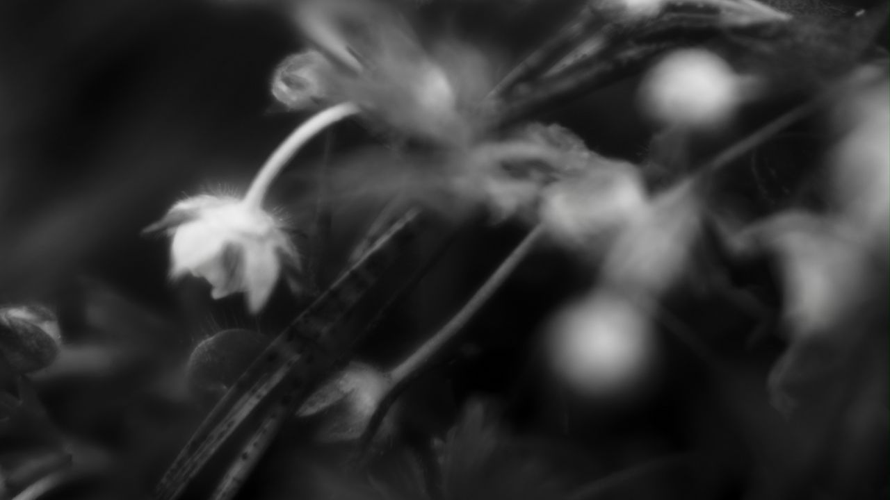 Wallpaper flowers, plants, bw, leaves, blur