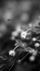 Preview wallpaper flowers, plants, bw, leaves, blur