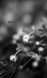 Preview wallpaper flowers, plants, bw, leaves, blur