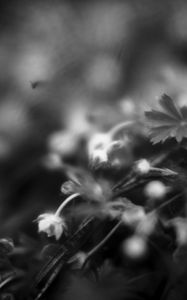 Preview wallpaper flowers, plants, bw, leaves, blur