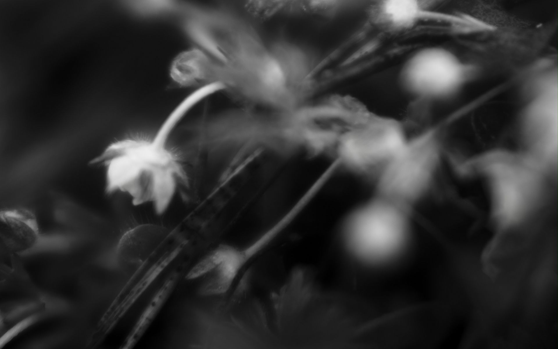 1920x1200 Wallpaper flowers, plants, bw, leaves, blur