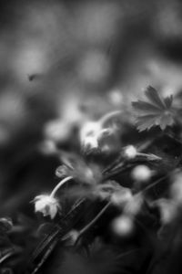 Preview wallpaper flowers, plants, bw, leaves, blur