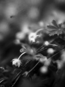 Preview wallpaper flowers, plants, bw, leaves, blur