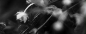 Preview wallpaper flowers, plants, bw, leaves, blur