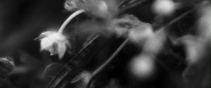 Preview wallpaper flowers, plants, bw, leaves, blur