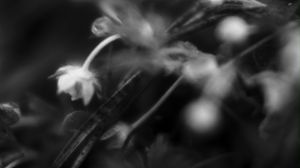 Preview wallpaper flowers, plants, bw, leaves, blur