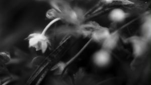 Preview wallpaper flowers, plants, bw, leaves, blur