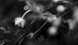 Preview wallpaper flowers, plants, bw, leaves, blur