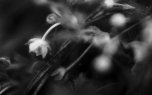 Preview wallpaper flowers, plants, bw, leaves, blur