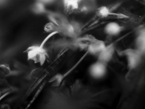 Preview wallpaper flowers, plants, bw, leaves, blur