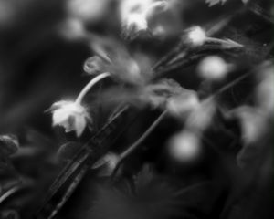 Preview wallpaper flowers, plants, bw, leaves, blur