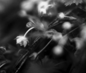 Preview wallpaper flowers, plants, bw, leaves, blur