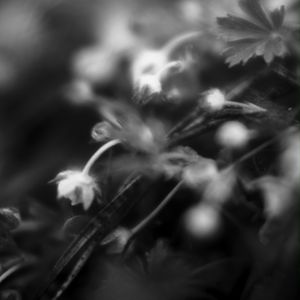 Preview wallpaper flowers, plants, bw, leaves, blur