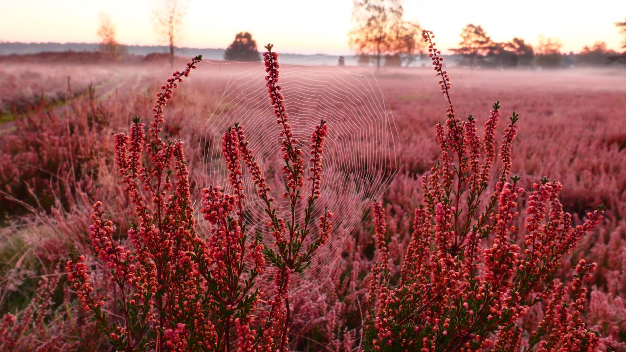 Wallpaper flowers, plants, cobweb, field, red, macro