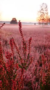 Preview wallpaper flowers, plants, cobweb, field, red, macro