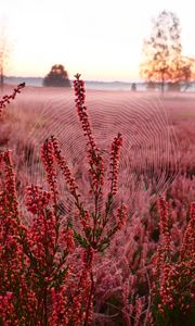 Preview wallpaper flowers, plants, cobweb, field, red, macro