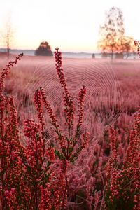 Preview wallpaper flowers, plants, cobweb, field, red, macro