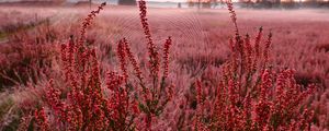 Preview wallpaper flowers, plants, cobweb, field, red, macro