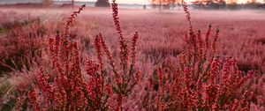 Preview wallpaper flowers, plants, cobweb, field, red, macro