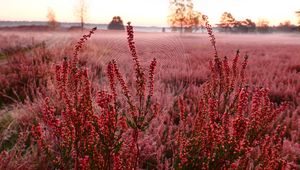 Preview wallpaper flowers, plants, cobweb, field, red, macro