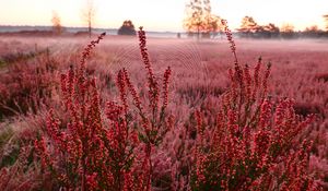 Preview wallpaper flowers, plants, cobweb, field, red, macro