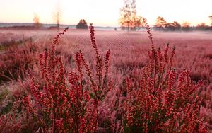 Preview wallpaper flowers, plants, cobweb, field, red, macro