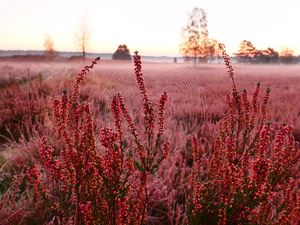 Preview wallpaper flowers, plants, cobweb, field, red, macro