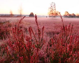 Preview wallpaper flowers, plants, cobweb, field, red, macro