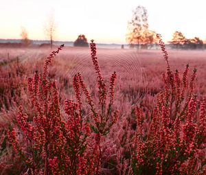 Preview wallpaper flowers, plants, cobweb, field, red, macro