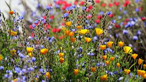 Preview wallpaper flowers, plants, colorful