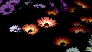 Preview wallpaper flowers, plants, dark, contrast
