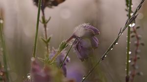 Preview wallpaper flowers, plants, drops, macro, blur