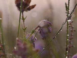 Preview wallpaper flowers, plants, drops, macro, blur
