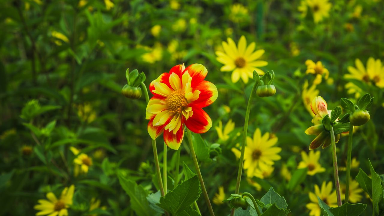 Wallpaper flowers, plants, field, leaves