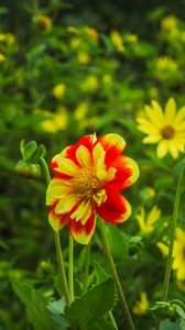 Preview wallpaper flowers, plants, field, leaves